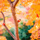 Orange Leafed Tree  screen for extension Chrome web store in OffiDocs Chromium