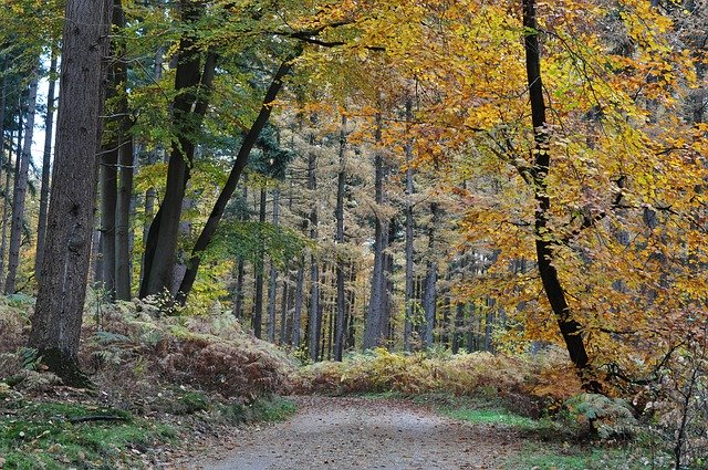 Download gratuito di Orange Leaves Autumn: foto o immagini gratuite da modificare con l'editor di immagini online GIMP