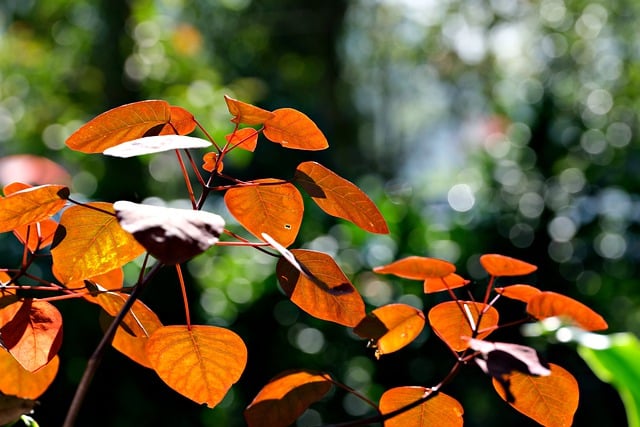 Free download orange leaves plants tree nature free picture to be edited with GIMP free online image editor
