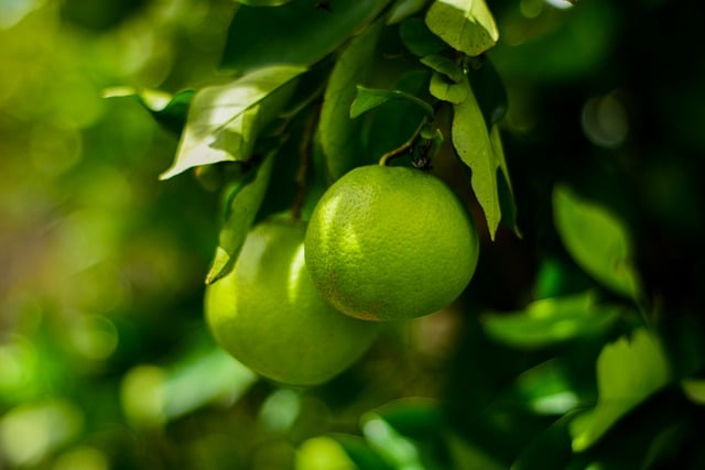 Free download orange lemon citric citrus garden free picture to be edited with GIMP free online image editor