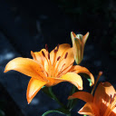 Orange Lily  screen for extension Chrome web store in OffiDocs Chromium