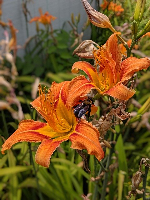 Gratis download Orange Lily Flower - gratis foto of afbeelding om te bewerken met GIMP online afbeeldingseditor
