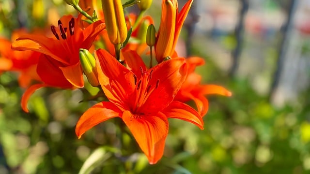Free download orange lily flower bloom nature free picture to be edited with GIMP free online image editor