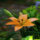 Orange Lily Flower Wallpaper  screen for extension Chrome web store in OffiDocs Chromium