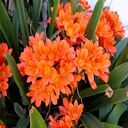 orange lily wallpaper  screen for extension Chrome web store in OffiDocs Chromium