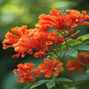 Orange magnolia flower wallpaper  screen for extension Chrome web store in OffiDocs Chromium