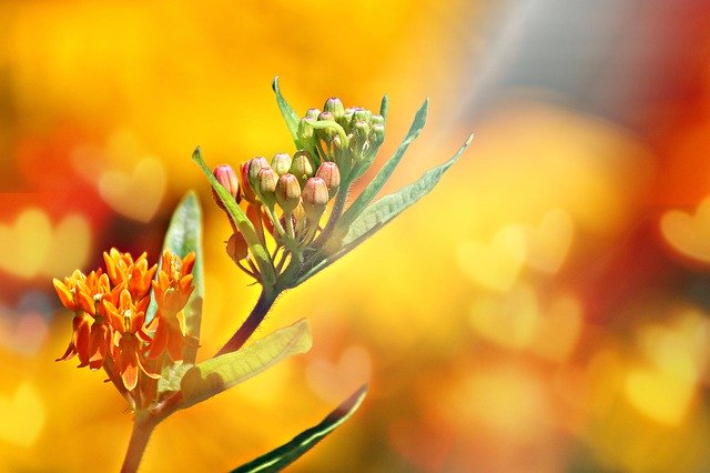 Free picture Orange Milkweed Hearts Lighting -  to be edited by GIMP free image editor by OffiDocs