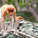 Orange pink monkey ape  screen for extension Chrome web store in OffiDocs Chromium