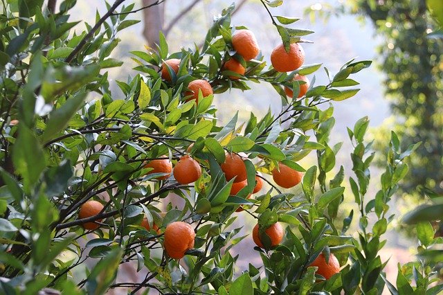 تنزيل Orange Plant Fruits - صورة مجانية أو صورة مجانية ليتم تحريرها باستخدام محرر الصور عبر الإنترنت GIMP