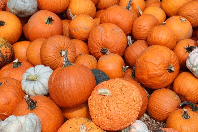 Free download Orange Pumpkins Autumn -  free photo or picture to be edited with GIMP online image editor