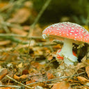 orange red dwarf mushroom  screen for extension Chrome web store in OffiDocs Chromium