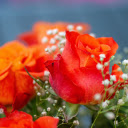 Orange rose bouquet  screen for extension Chrome web store in OffiDocs Chromium