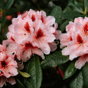 Orange Rose Branches  screen for extension Chrome web store in OffiDocs Chromium