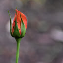Orange rose buds clustered  screen for extension Chrome web store in OffiDocs Chromium