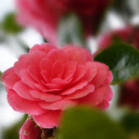 Orange rose camellia  screen for extension Chrome web store in OffiDocs Chromium