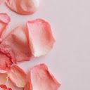 Orange Rose Petals  screen for extension Chrome web store in OffiDocs Chromium