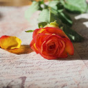 Orange roses on paper  screen for extension Chrome web store in OffiDocs Chromium