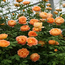 Orange Rose Wallpaper  screen for extension Chrome web store in OffiDocs Chromium