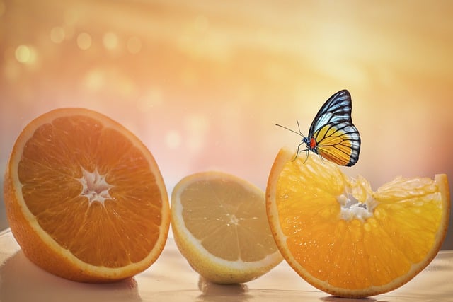 Free download oranges citrus lemon butterfly free picture to be edited with GIMP free online image editor