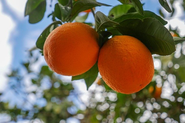 Free download oranges fruits pair citrus free picture to be edited with GIMP free online image editor