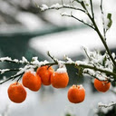Oranges in the snow Wallpaper  screen for extension Chrome web store in OffiDocs Chromium