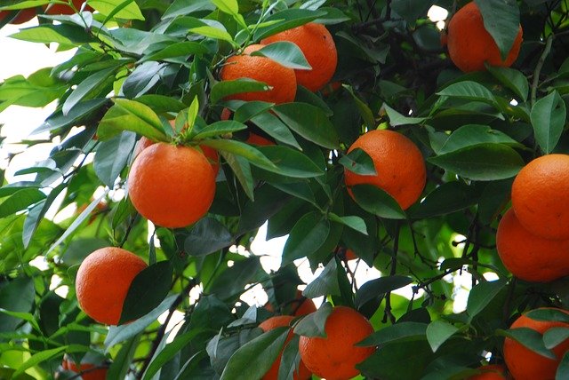 Free download Oranges Leaves Green -  free photo or picture to be edited with GIMP online image editor