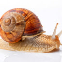 Orange snail  screen for extension Chrome web store in OffiDocs Chromium