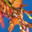 Orange spider  screen for extension Chrome web store in OffiDocs Chromium