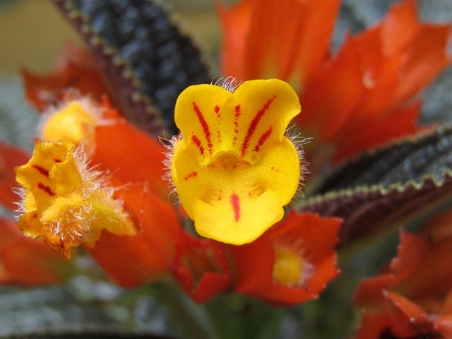 Muat turun percuma Oranges Pollen Close Up - foto atau gambar percuma untuk diedit dengan editor imej dalam talian GIMP