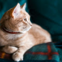 Orange Tabby Cat With Red Collar on Green Sofa  screen for extension Chrome web store in OffiDocs Chromium