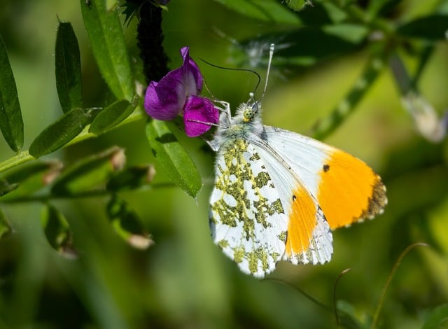 Free download orange tip butterfly nature insect free picture to be edited with GIMP free online image editor