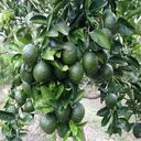 orange tree wallpaper  screen for extension Chrome web store in OffiDocs Chromium