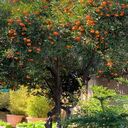 orange tree wallpaper with ripe fruit  screen for extension Chrome web store in OffiDocs Chromium