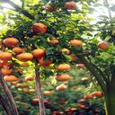 orange tree with fruit wallpaper  screen for extension Chrome web store in OffiDocs Chromium