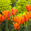 Orange Tulip Wallpaper  screen for extension Chrome web store in OffiDocs Chromium