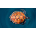 Orange Turtle  screen for extension Chrome web store in OffiDocs Chromium