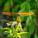 Orange winged dragonfly  screen for extension Chrome web store in OffiDocs Chromium