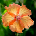 Orange yellow flowers  screen for extension Chrome web store in OffiDocs Chromium