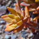 orange yellow succulents  screen for extension Chrome web store in OffiDocs Chromium