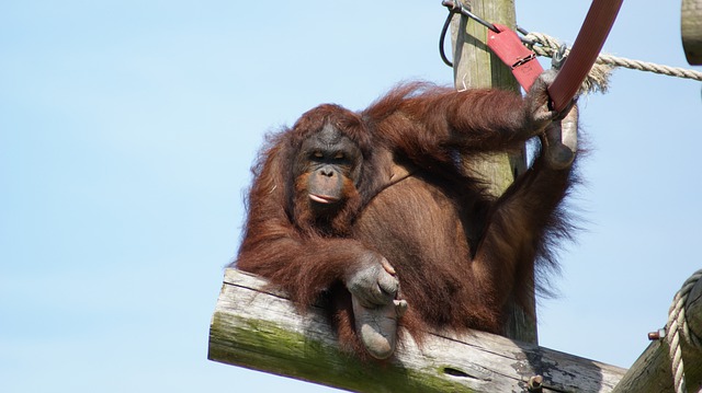 Free download orangutan animal pole primate ape free picture to be edited with GIMP free online image editor