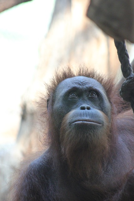 Free download orangutan animal wildlife ape free picture to be edited with GIMP free online image editor