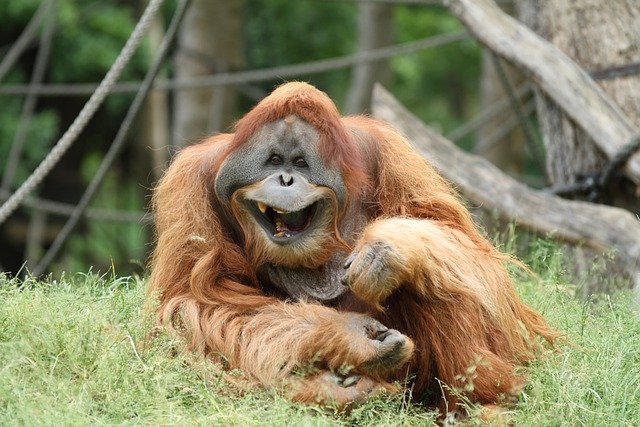 Free download orangutan animal zoo ape primate free picture to be edited with GIMP free online image editor