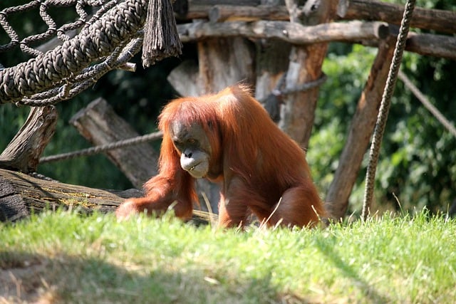 Free download orangutan ape animal mammal zoo free picture to be edited with GIMP free online image editor