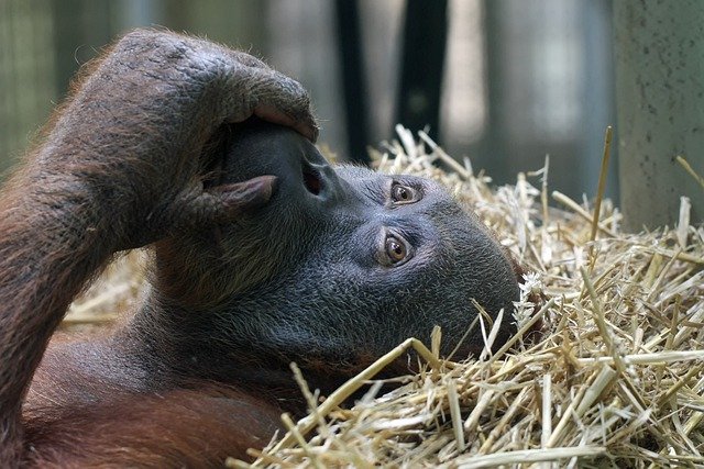Free download orangutan ape monkey primate free picture to be edited with GIMP free online image editor