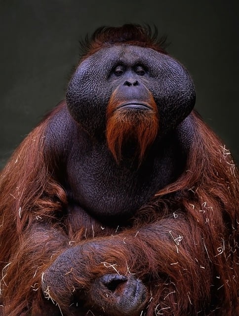 Free download orangutan ape primate free picture to be edited with GIMP free online image editor