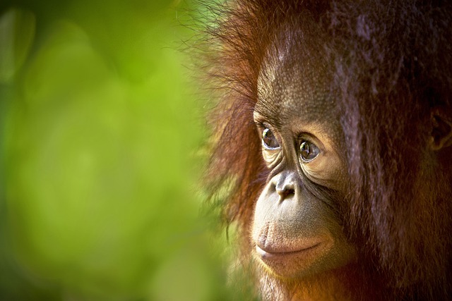 Free download orangutan ape primate mammal free picture to be edited with GIMP free online image editor