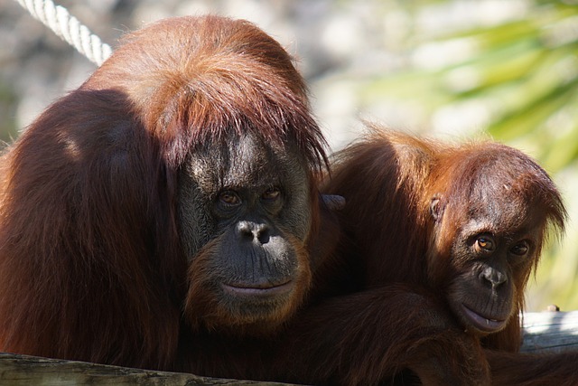 Free download orangutan ape primates young free picture to be edited with GIMP free online image editor