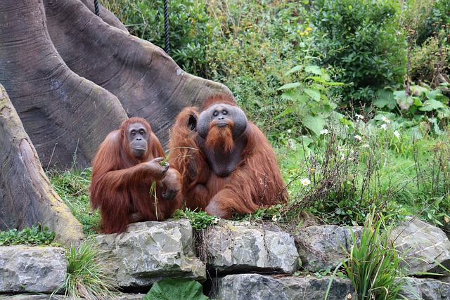 Free download orangutan ape primate wild animals free picture to be edited with GIMP free online image editor