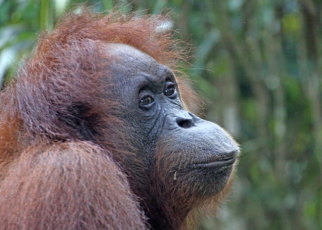 Baixe gratuitamente a imagem gratuita da vida selvagem orangotango de bornéu para ser editada com o editor de imagens on-line gratuito do GIMP