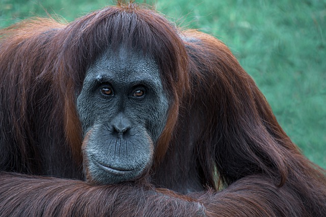 Free download orangutan monkey primate ape head free picture to be edited with GIMP free online image editor